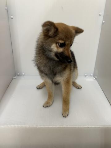 新潟県のポメ柴/豆ポメ/ポメ豆柴(ポメラニアン×柴犬) (ペットアミ 長岡店/2025年8月16日生まれ/女の子/セーブル)の子犬の2枚目の画像
