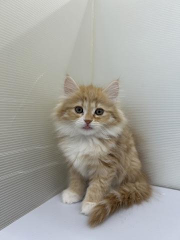 秋田県のサイベリアン (ペットアミ 本荘インター店/2025年12月5日生まれ/女の子/レッドタビーホワイト)の子犬の1枚目の画像