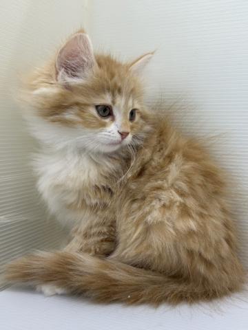 秋田県のサイベリアン (ペットアミ 本荘インター店/2025年12月5日生まれ/女の子/レッドタビーホワイト)の子犬の2枚目の画像