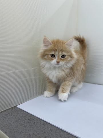 秋田県のサイベリアン (ペットアミ 本荘インター店/2025年12月5日生まれ/女の子/レッドタビーホワイト)の子犬の3枚目の画像