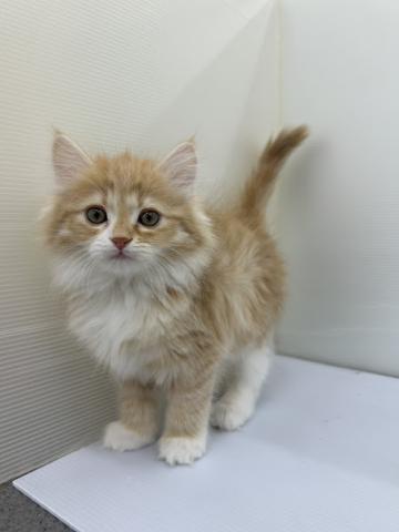 秋田県のサイベリアン (ペットアミ 本荘インター店/2025年12月5日生まれ/女の子/レッドタビーホワイト)の子犬の4枚目の画像