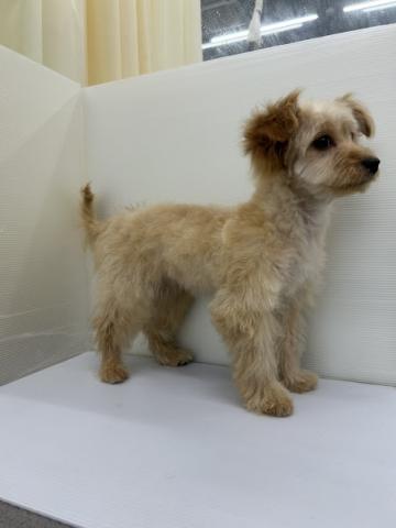 秋田県のハーフ犬・ミックス犬 (ペットアミ 本荘インター店/2025年12月1日生まれ/女の子/レッド)の子犬の4枚目の画像