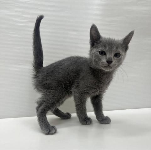 ロシアンブルー