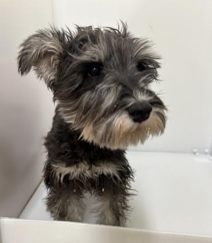 ミニチュアシュナウザー