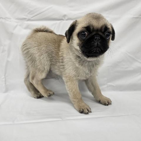 大阪府のパグ (NICO PET Select 和泉中央店/2025年10月25日生まれ/男の子/フォーン)の子犬の2枚目の画像