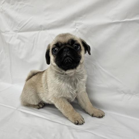 大阪府のパグ (NICO PET Select 和泉中央店/2025年10月25日生まれ/男の子/フォーン)の子犬の3枚目の画像