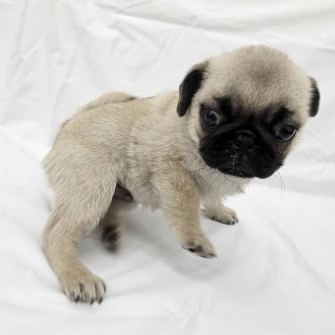 大阪府のパグ (NICO PET Select 和泉中央店/2025年10月25日生まれ/男の子/フォーン)の子犬の4枚目の画像