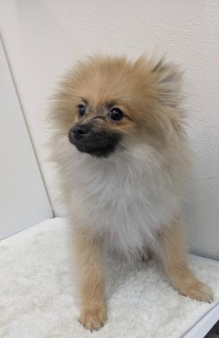 和歌山県のポメラニアン (ペットアミ 那賀店/2025年9月20日生まれ/男の子/オレンジセ−ブル)の子犬の1枚目の画像