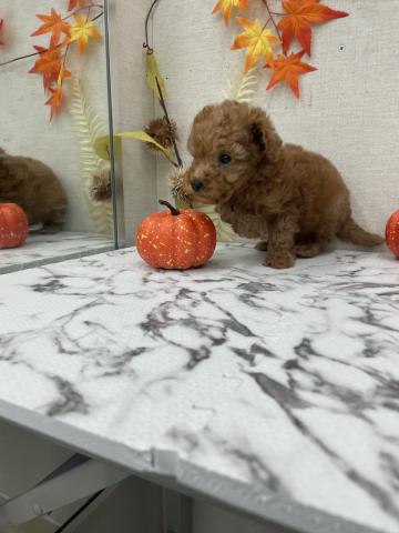 秋田県のトイプードル(トイ) (ペットアミ 能代東インター店/2025年9月20日生まれ/男の子/レッド)の子犬の1枚目の画像