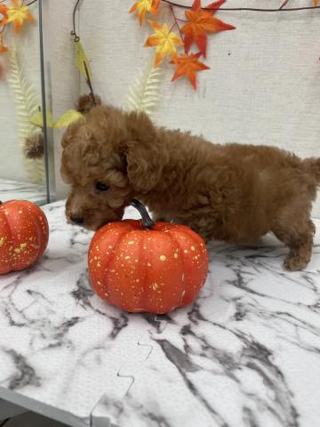 秋田県のトイプードル(トイ) (ペットアミ 能代東インター店/2025年9月20日生まれ/男の子/レッド)の子犬の4枚目の画像