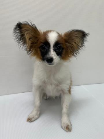 新潟県のパピヨン (ペットアミ 新発田店/2025年8月24日生まれ/男の子/ホワイトブラウン)の子犬の1枚目の画像