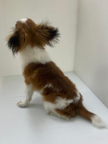 新潟県のパピヨン (ペットアミ 新発田店/2025年8月24日生まれ/男の子/ホワイトブラウン)の子犬の2枚目の画像