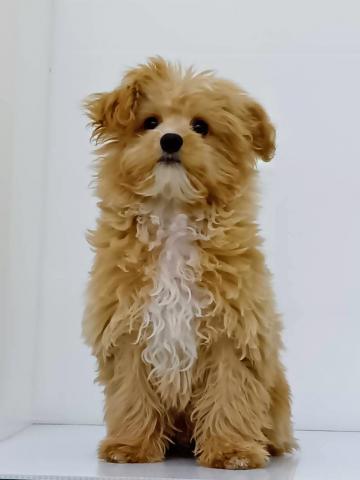 新潟県のチワプー/プーチー(チワワ×プードル) (ペットアミ 新発田店/2025年10月9日生まれ/男の子/アプリコット)の子犬の1枚目の画像