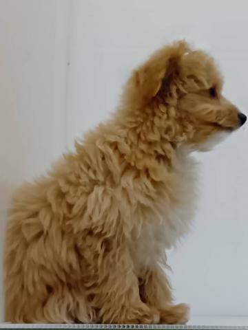 新潟県のチワプー/プーチー(チワワ×プードル) (ペットアミ 新発田店/2025年10月9日生まれ/男の子/アプリコット)の子犬の4枚目の画像