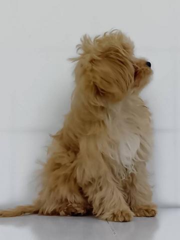 新潟県のペキプー(ペキニーズ×プードル) (ペットアミ 新発田店/2025年10月10日生まれ/男の子/アプリコット)の子犬の4枚目の画像