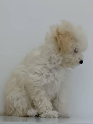 トイプードル