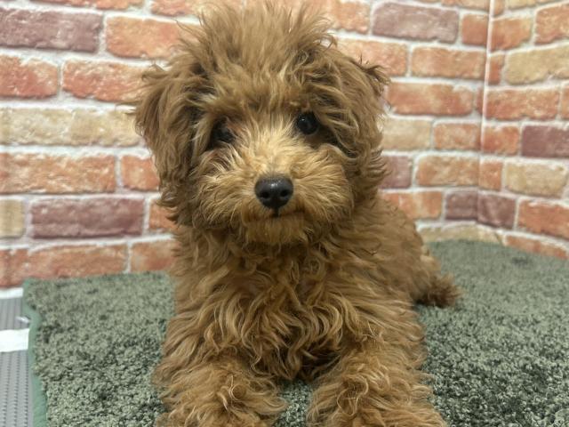 石川県のトイプードル(トイ) (ペットアミ 津幡店/2026年2月9日生まれ/男の子/レッド)の子犬の1枚目の画像