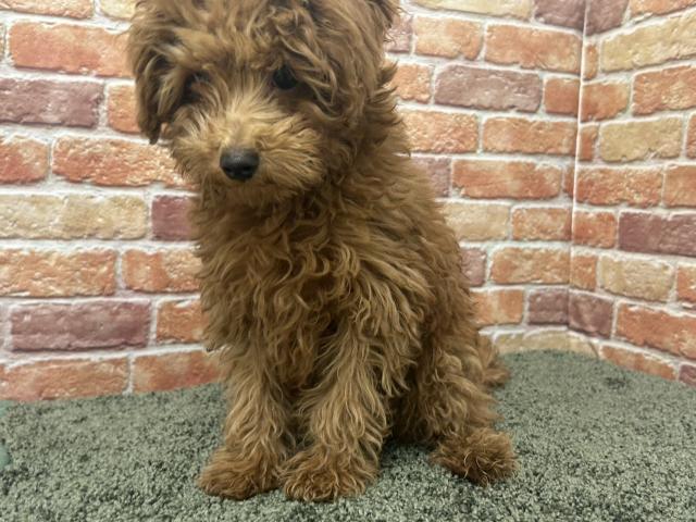 石川県のトイプードル(トイ) (ペットアミ 津幡店/2026年2月9日生まれ/男の子/レッド)の子犬の3枚目の画像