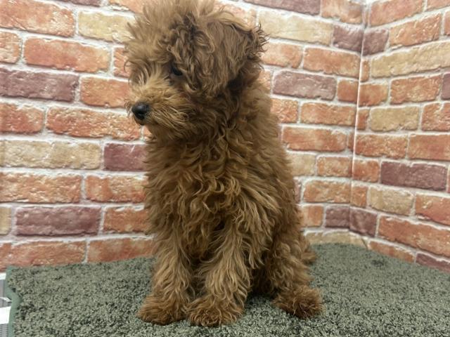 石川県のトイプードル(トイ) (ペットアミ 津幡店/2026年2月9日生まれ/男の子/レッド)の子犬の4枚目の画像