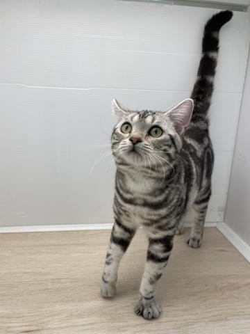 石川県のアメリカンショートヘアー (ペットアミ 津幡店/2025年6月13日生まれ/男の子/シルバータビー)の子猫の4枚目の画像