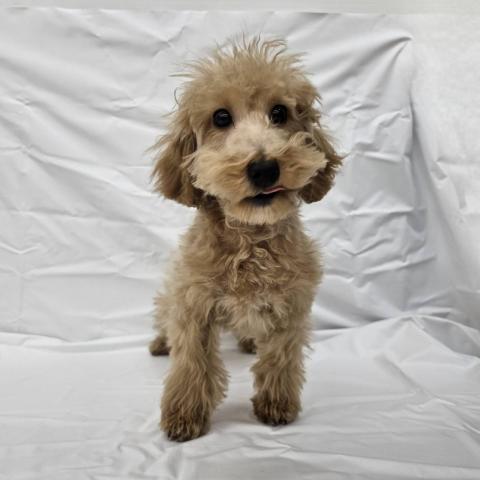 大阪府のトイプードル(トイ) (NICO PET Select 和泉中央店/2025年9月6日生まれ/男の子/アプリコット)の子犬