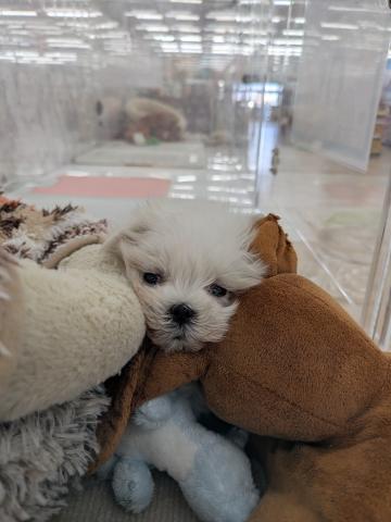 埼玉県のマルチーズ (NICO PET 三郷店/2025年12月12日生まれ/男の子/ホワイト)の子犬の2枚目の画像