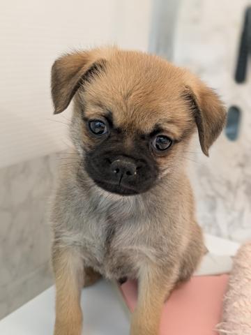 埼玉県のMIXポメラニアン×パグ (NICO PET 三郷店/2025年12月13日生まれ/男の子/レッド)の子犬の3枚目の画像