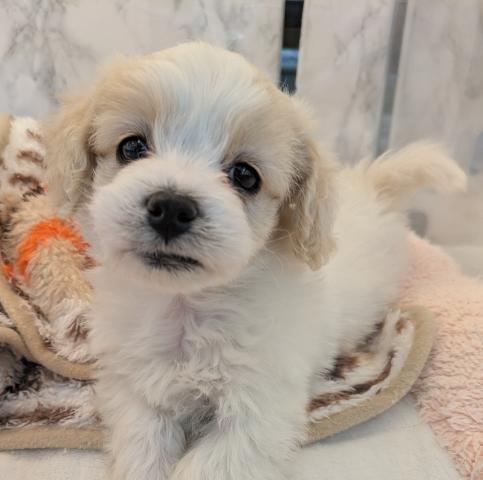 埼玉県のMIXトイプードル×マルチーズ (NICO PET 三郷店/2025年12月12日生まれ/男の子/ホワイトクリーム)の子犬の1枚目の画像