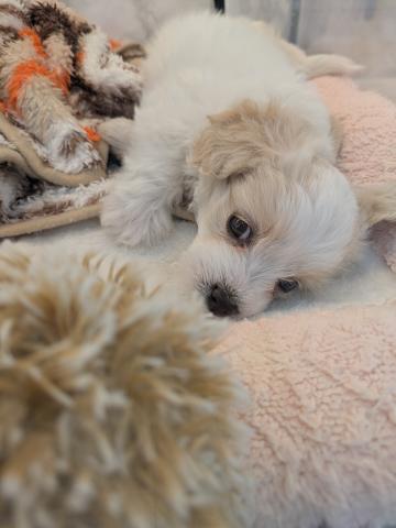 埼玉県のMIXトイプードル×マルチーズ (NICO PET 三郷店/2025年12月12日生まれ/男の子/ホワイトクリーム)の子犬の2枚目の画像