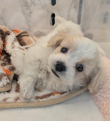 埼玉県のMIXトイプードル×マルチーズ (NICO PET 三郷店/2025年12月12日生まれ/男の子/ホワイトクリーム)の子犬の3枚目の画像