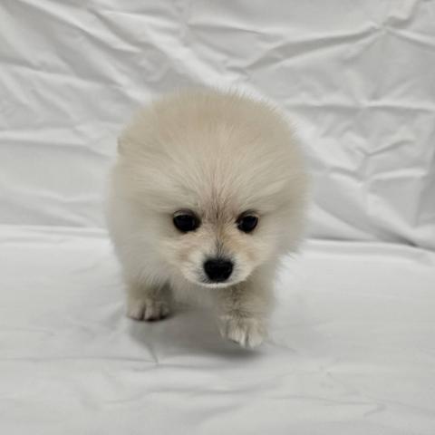 大阪府のポメラニアン (NICO PET Select 和泉中央店/2025年12月6日生まれ/男の子/クリーム)の子犬