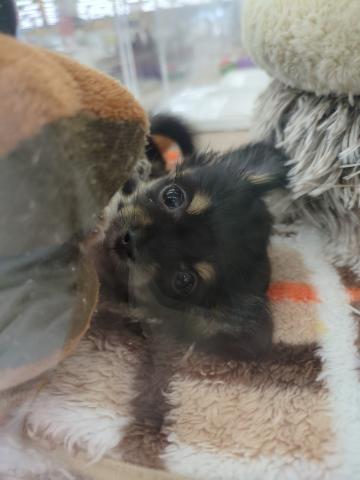 埼玉県のMIXチワワ×M.ダックス (NICO PET 三郷店/2025年12月3日生まれ/女の子/ブラックタンホワイト)の子犬の4枚目の画像