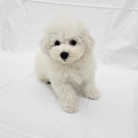 大阪府のビションフリーゼ (NICO PET Select 和泉中央店/2025年11月8日生まれ/男の子/ホワイト)の子犬