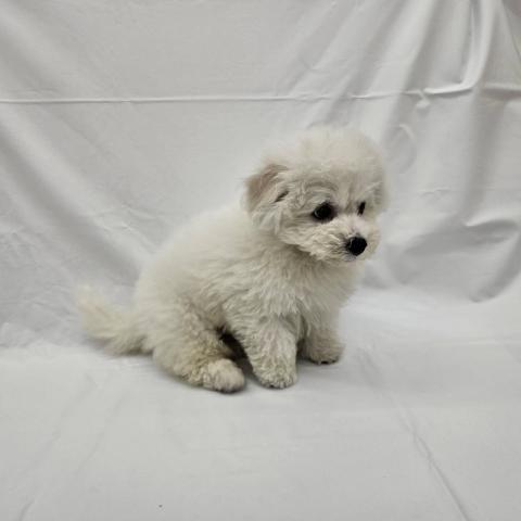 大阪府のビションフリーゼ (NICO PET Select 和泉中央店/2025年11月8日生まれ/男の子/ホワイト)の子犬の3枚目の画像