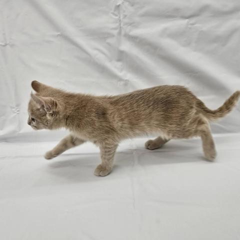 大阪府のアメリカンカール (NICO PET Select 和泉中央店/2025年10月10日生まれ/男の子/クリームタビー)の子猫の4枚目の画像