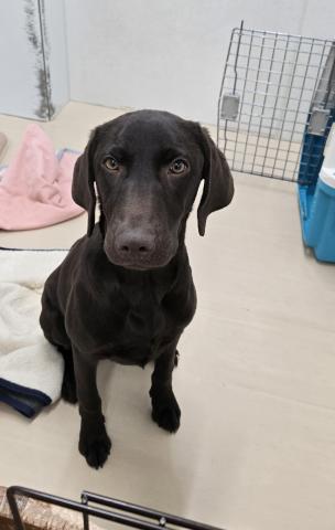 三重県のラブラドールレトリーバー (ペットアミ 松阪店/2025年7月26日生まれ/男の子/チョコレート)の子犬の2枚目の画像