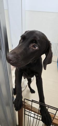 三重県のラブラドールレトリーバー (ペットアミ 松阪店/2025年7月26日生まれ/男の子/チョコレート)の子犬の3枚目の画像