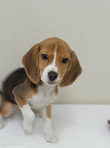 富山県のビーグル (ペットアミ宮野店/2025年11月1日生まれ/女の子/ブラックホワイトタン)の子犬の1枚目の画像