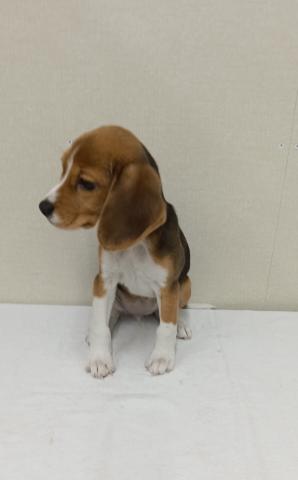 富山県のビーグル (ペットアミ宮野店/2025年11月1日生まれ/女の子/ブラックホワイトタン)の子犬の2枚目の画像