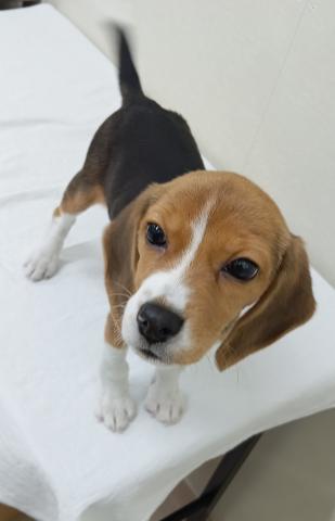 富山県のビーグル (ペットアミ宮野店/2025年11月1日生まれ/女の子/ブラックホワイトタン)の子犬の3枚目の画像