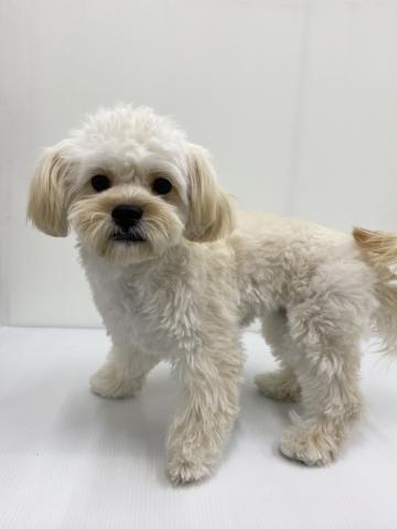 和歌山県のMIXペキニーズ×トイプードル (ペットアミ 紀ノ川店/2025年6月21日生まれ/女の子/その他色)の子犬の2枚目の画像