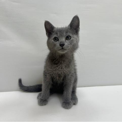 和歌山県のロシアンブルー (ペットアミ 紀ノ川店/2025年9月19日生まれ/男の子/ブルー)の子猫の1枚目の画像