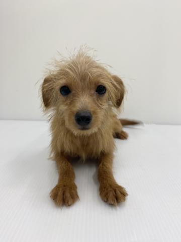 和歌山県のチワプー/プーチー(チワワ×プードル) (ペットアミ 紀ノ川店/2025年7月25日生まれ/女の子/アプリコット)の子犬