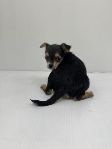 和歌山県のヨーチー/チワキー/チワヨーキー(ヨークシャーテリア×チワワ) (ペットアミ 紀ノ川店/2025年10月17日生まれ/女の子/その他色)の子犬の3枚目の画像