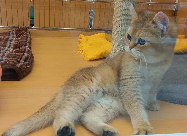 新潟県のブリティッシュショートヘアー (ペットアミ 六日町店/2025年9月22日生まれ/男の子/ゴールデン)の子猫の1枚目の画像