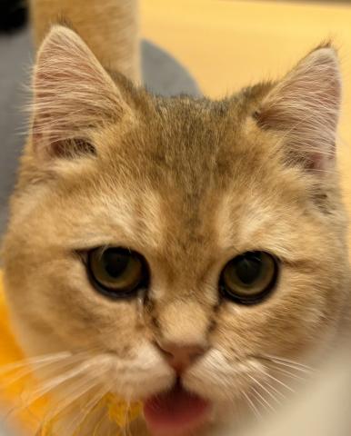 新潟県のブリティッシュショートヘアー (ペットアミ 六日町店/2025年9月22日生まれ/男の子/ゴールデン)の子猫の4枚目の画像