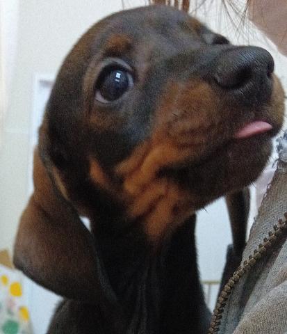 新潟県のスタンダードダックスフンド(ロング) (ペットアミ 六日町店/2025年11月9日生まれ/女の子/レッド)の子犬の1枚目の画像