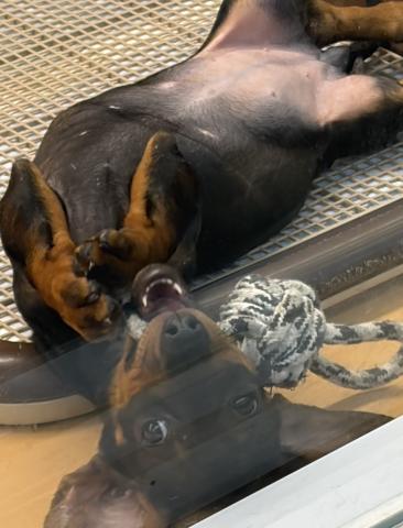 新潟県のスタンダードダックスフンド(ロング) (ペットアミ 六日町店/2025年11月9日生まれ/女の子/レッド)の子犬の2枚目の画像