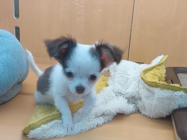 新潟県のチワワ(ロング) (ペットアミ 六日町店/2025年10月25日生まれ/女の子/チョコレートクリームホワイト)の子犬の3枚目の画像