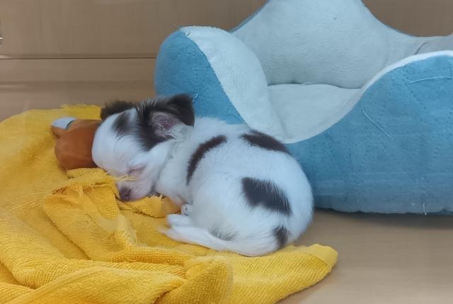 新潟県のチワワ(ロング) (ペットアミ 六日町店/2025年10月25日生まれ/女の子/チョコレートクリームホワイト)の子犬の4枚目の画像